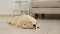 犬が寝る前にくるくる回るのはなぜ？この可愛い儀式の理由