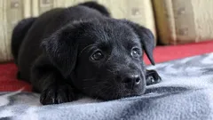 家に犬を一人残して出かけると、犬は何を考え、何を感じているのでしょうか