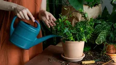 観葉植物にとって水道水はどれくらい安全だと思いますか？
