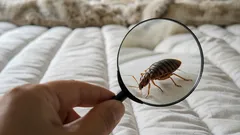 家にトコジラミがいるかを確認する方法：注意すべき兆候