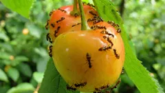 化学薬品を使わず、環境や家族に害を与えずに庭のアリを駆除する方法