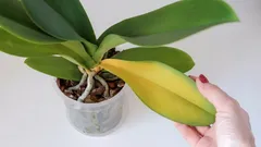 ランの葉が急に黄色くなる理由:9つの主な原因と解決策