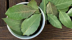 なぜ人々は観葉植物の鉢にベニバナの葉を入れるのでしょうか？