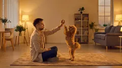 犬が遊ばなくなったのはなぜ?よくある4つの原因と飼い主がすべきこと