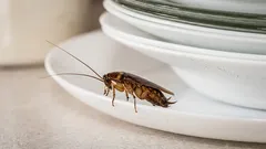 99%の人がやっている:きれいな部屋にもゴキブリが出る理由