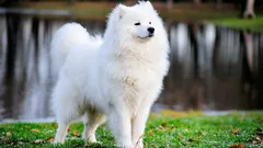 世界で最も高価な珍しい犬種8種類：特徴と興味深い事実