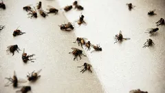 もう家の中にブヨが湧くことはありません：ワインを使った安価な対策が効果的です