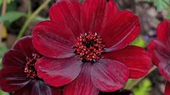 チョコレートのような香りがする、あまり知られていない植物。