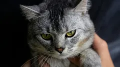 猫が自分の縄張りにほかの猫を受け入れたがらない理由:知っておきたい興味深い事実