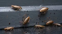 家でゴキブリを見つけたらまず何をする?今すぐやるべき8つのステップ