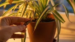 観葉植物の葉先が枯れてしまう：7つの原因と対処法。