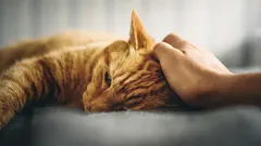 猫は泣くことができるのでしょうか？また、動物が気分が悪いときはどう見分ければいいのでしょうか？