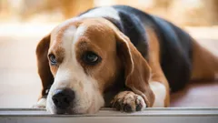 専門家によると、飼い主が犬に怒鳴ったとき、犬はどのような気持ちになるのでしょうか？