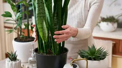 自宅のカビを撃退する方法：高湿度でも役立つ観葉植物5選