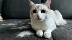 掃除機も粘着ローラーも不要：猫の毛を家具につけないための賢い裏技。