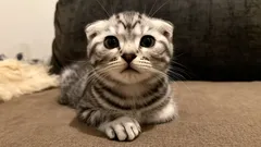 飼い主が大好きな猫たち。子どものいる家庭におすすめの甘えん坊猫種3選